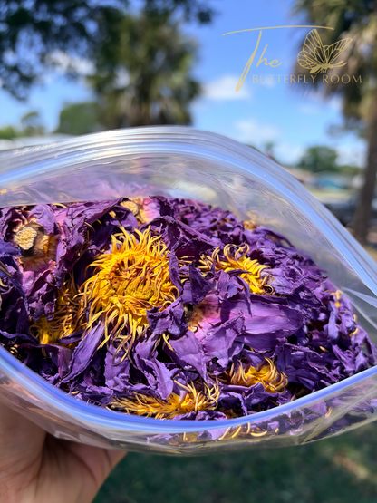 Blue Lotus Flower – Herbal Tea