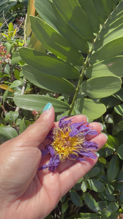 Blue Lotus Flower – Herbal Tea